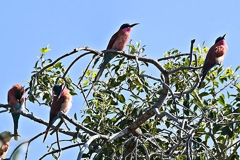 Southern Carmine Bee-eater  Fall,Geotagged,Merops nubicoides,Namibia,Southern carmine bee-eater