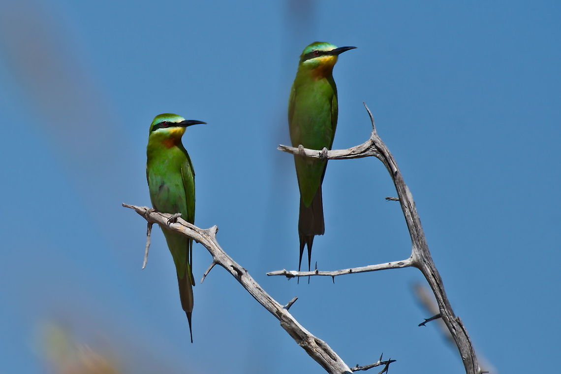 Blue-cheeked Bee-eater order and discipline reign here! Blue-cheeked bee-eater,Fall,Geotagged,Merops persicus,Namibia