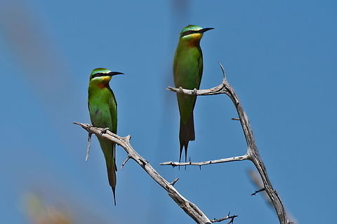 Blue-cheeked Bee-eater order and discipline reign here! Blue-cheeked bee-eater,Fall,Geotagged,Merops persicus,Namibia