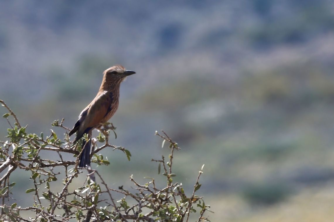 Rufous-crowned Roller  Coracias naevius,Geotagged,Namibia,Purple roller,Summer