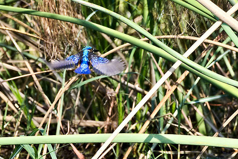 African Malachite Kingfisher flying away Corythornis cristatus,Fall,Geotagged,Malacahite kingfisher,Namibia
