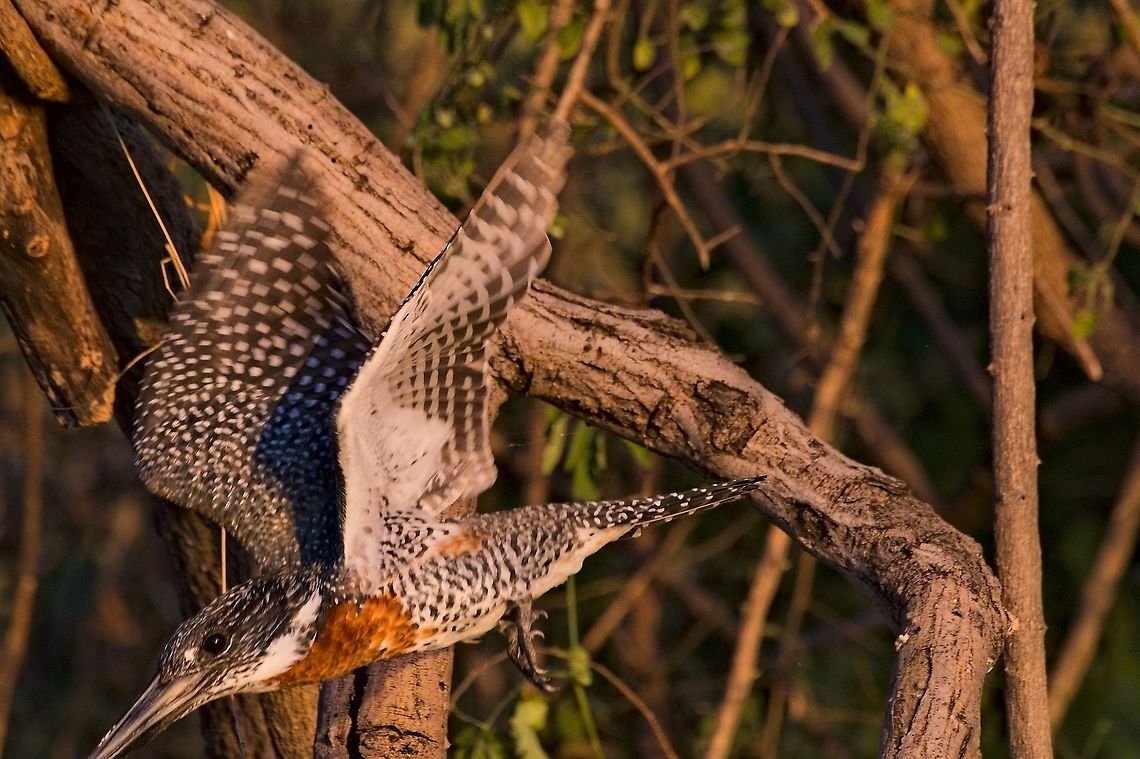 Giant Kingfisher male flying off  Botswana,Fall,Geotagged,Giant Kingfisher,Megaceryle maxima