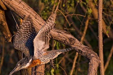 Giant Kingfisher male flying off  Botswana,Fall,Geotagged,Giant Kingfisher,Megaceryle maxima