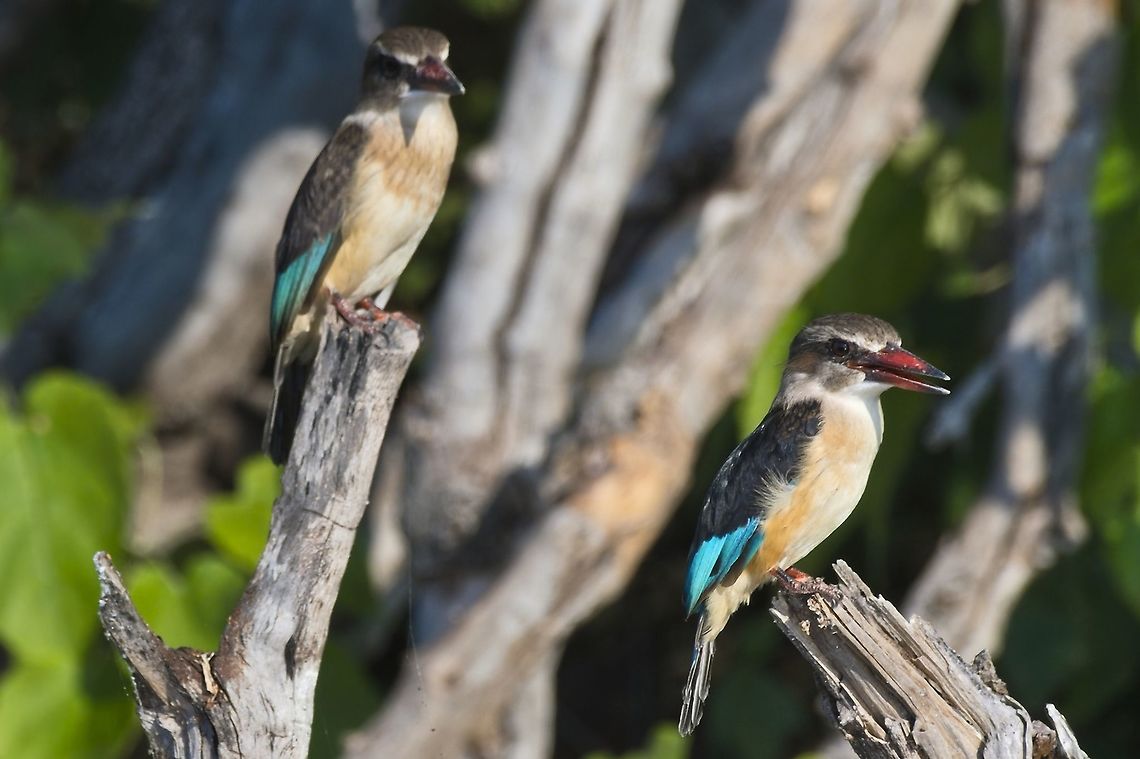 Brown-hooded Kingfisher couple waiting for fish Brown-hooded Kingfisher,Fall,Geotagged,Halcyon albiventris,Namibia