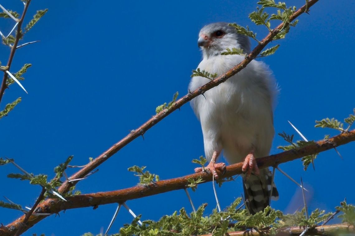 African Pygmy Falcon female Geotagged,Namibia,Polihierax semitorquatus,Pygmy falcon,Summer