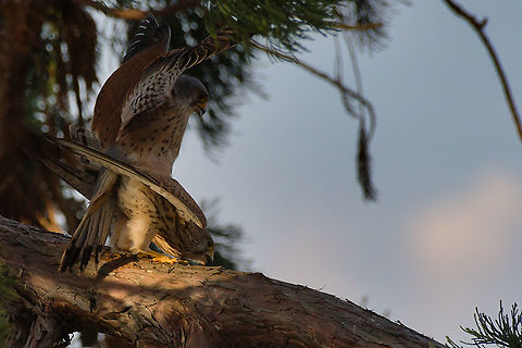 Common kestrels working on species preservation Common Kestrel,Falco tinnunculus,Geotagged,Germany,Spring