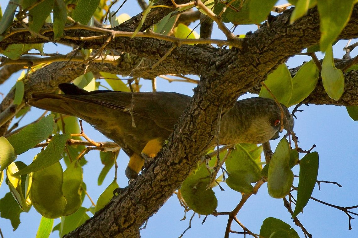 R&uuml;ppells Parrot  Fall,Geotagged,Namibia,Poicephalus rueppellii,Rueppells parrot