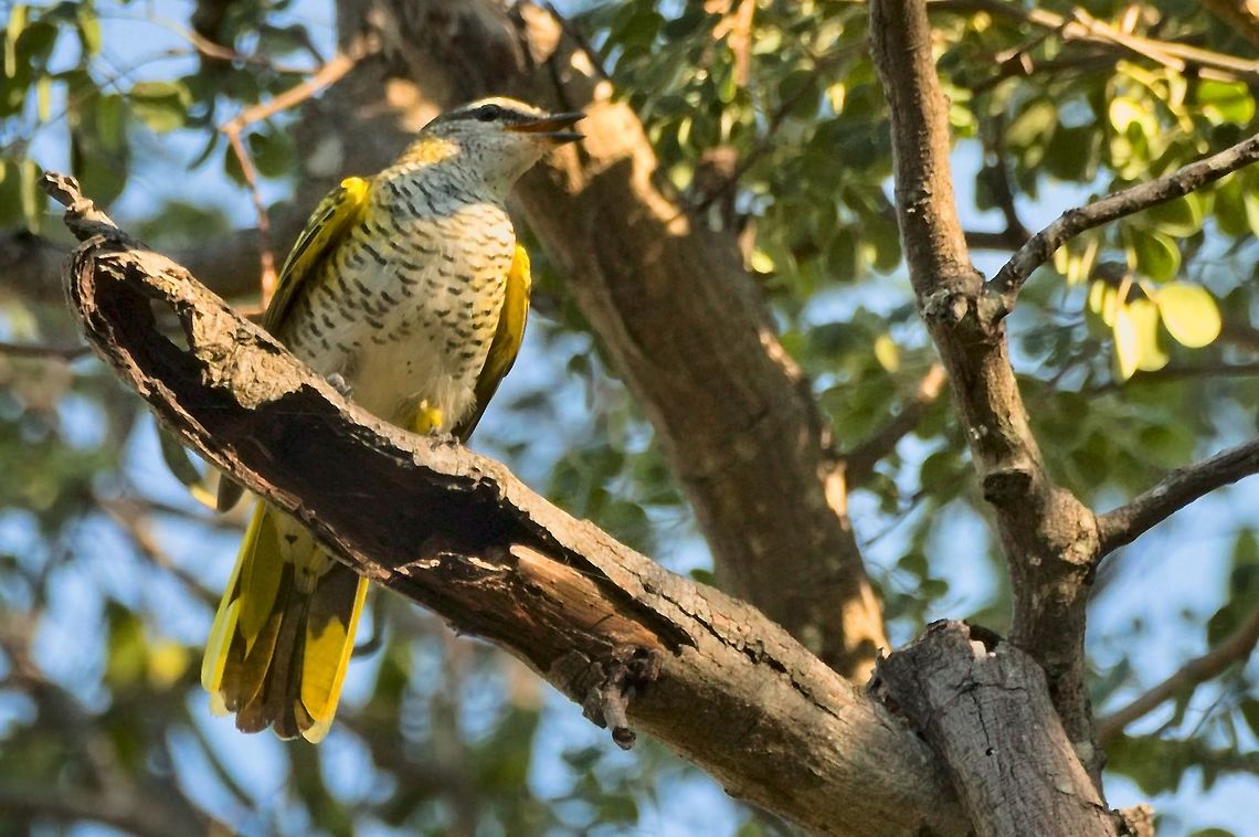Black Cuckooshrike the missing female Black cuckooshrike,Campephaga flava,Fall,Geotagged,Namibia