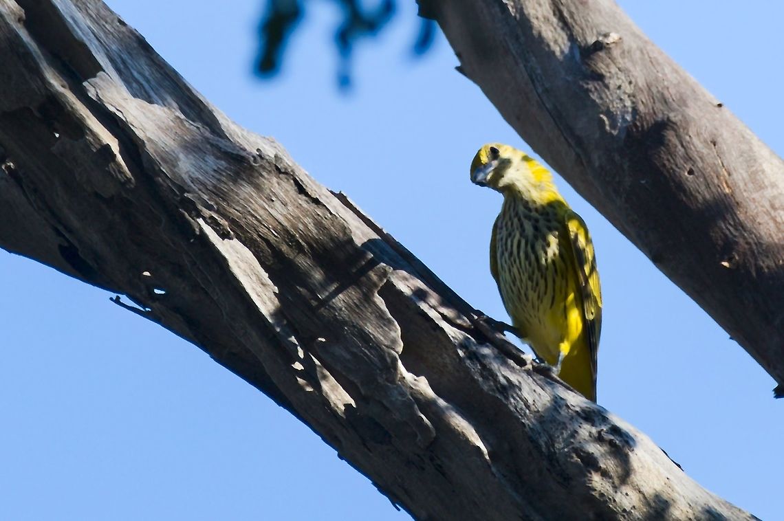 African Golden Oriole juvenile African golden oriole,Fall,Geotagged,Namibia,Oriolus auratus