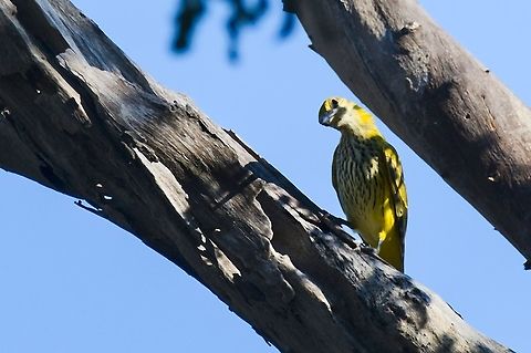 African Golden Oriole juvenile African golden oriole,Fall,Geotagged,Namibia,Oriolus auratus