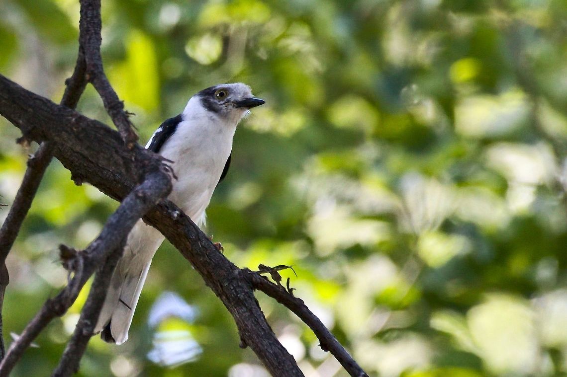 White-crested Helmet-shrike  Fall,Geotagged,Namibia,Prionops plumatus,White-crested helmetshrike
