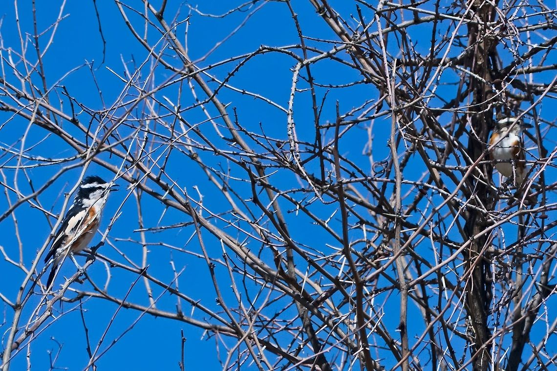 Brubru two of the same Brubru,Geotagged,Namibia,Nilaus afer,Summer