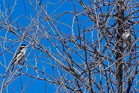 Brubru two of the same Brubru,Geotagged,Namibia,Nilaus afer,Summer