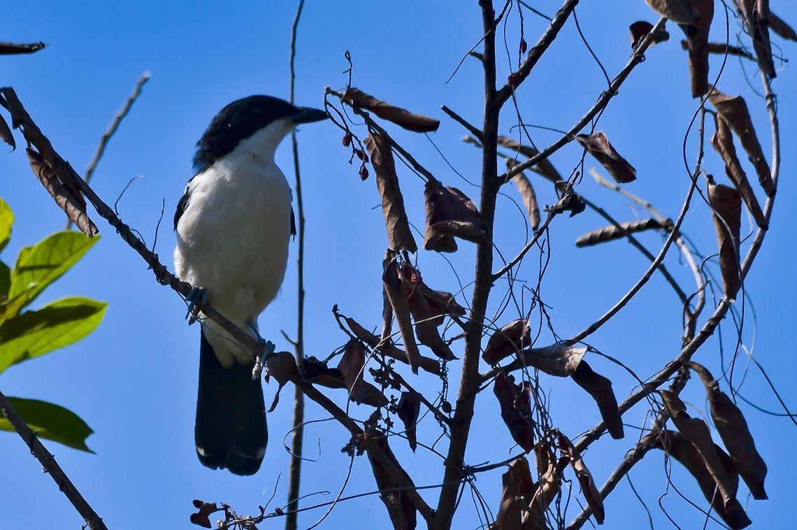 Swamp Boubou  Fall,Geotagged,Laniarius bicolor,Namibia,Swamp boubou