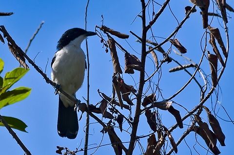 Swamp Boubou  Fall,Geotagged,Laniarius bicolor,Namibia,Swamp boubou