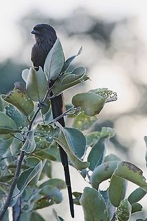 Magpie Shrike at Horsebend Fall,Geotagged,Magpie Shrike,Namibia,Urolestes melanoleucus