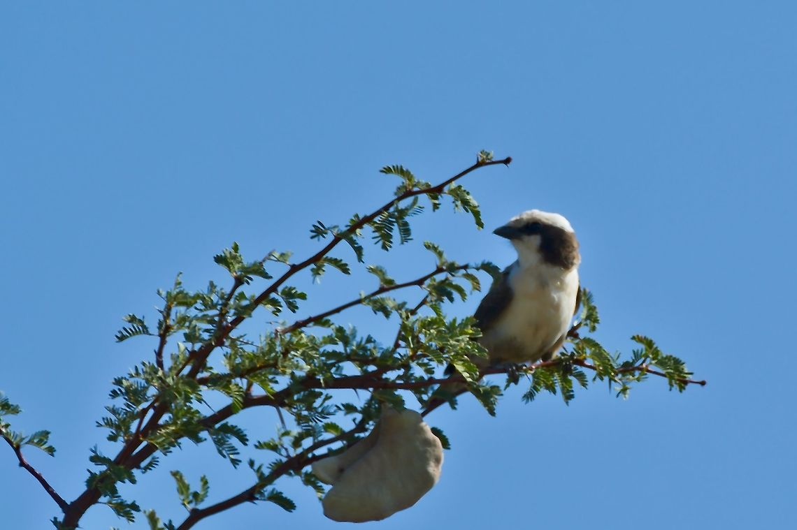 Southern White-crowned Shrike  Eurocephalus anguitimens,Geotagged,Namibia,Summer