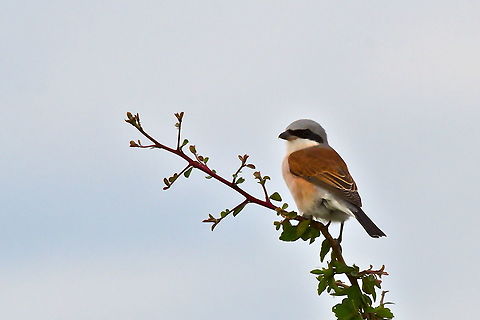 Red-backed Shrike  Fall,Geotagged,Lanius collurio,Namibia,Red-backed Shrike