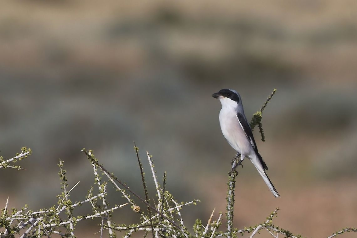 Lesser Grey Shrike  Fall,Geotagged,Lanius minor,Lesser Grey Shrike,Namibia