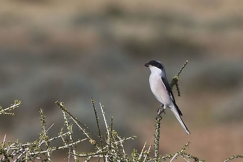 Lesser Grey Shrike  Fall,Geotagged,Lanius minor,Lesser Grey Shrike,Namibia