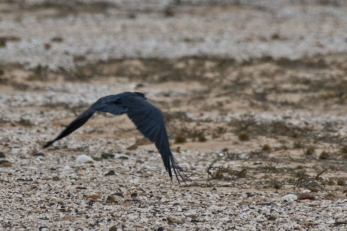 Cape Crow flying off Cape crow or black crow in Zulu Inhlungulu,Corvus capensis,Fall,Geotagged,Namibia