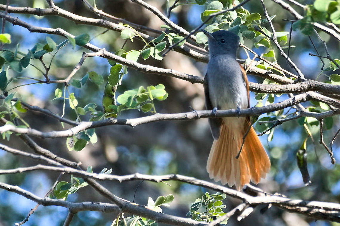 African Paradise-flycatcher  African paradise flycatcher,Fall,Geotagged,Namibia,Terpsiphone viridis