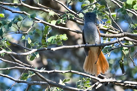 African Paradise-flycatcher  African paradise flycatcher,Fall,Geotagged,Namibia,Terpsiphone viridis