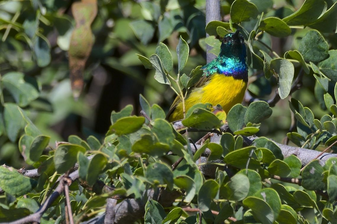 Collared Sunbird different country, same colours  Collared Sunbird,Fall,Geotagged,Hedydipna collaris,Namibia