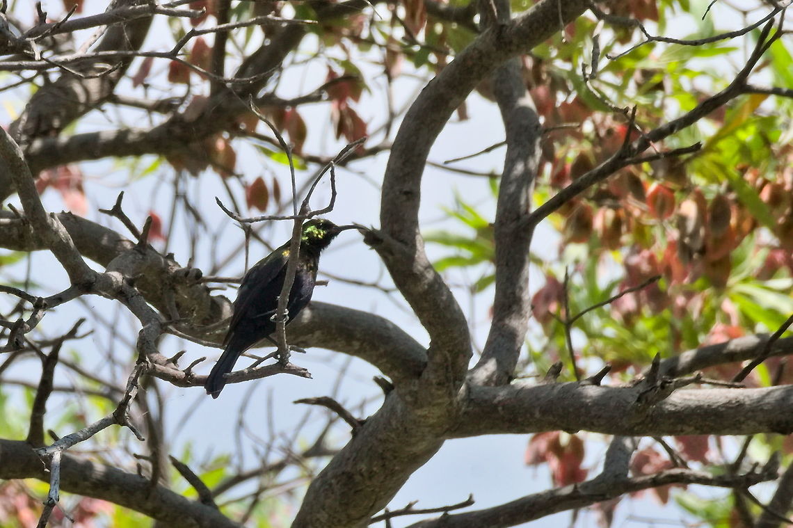 Copper Sunbird  Cinnyris cupreus,Copper sunbird,Fall,Geotagged,Namibia