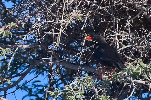 Red-billed Buffalo Weaver  Bubalornis niger,Geotagged,Namibia,Red-billed Buffalo Weaver,Summer