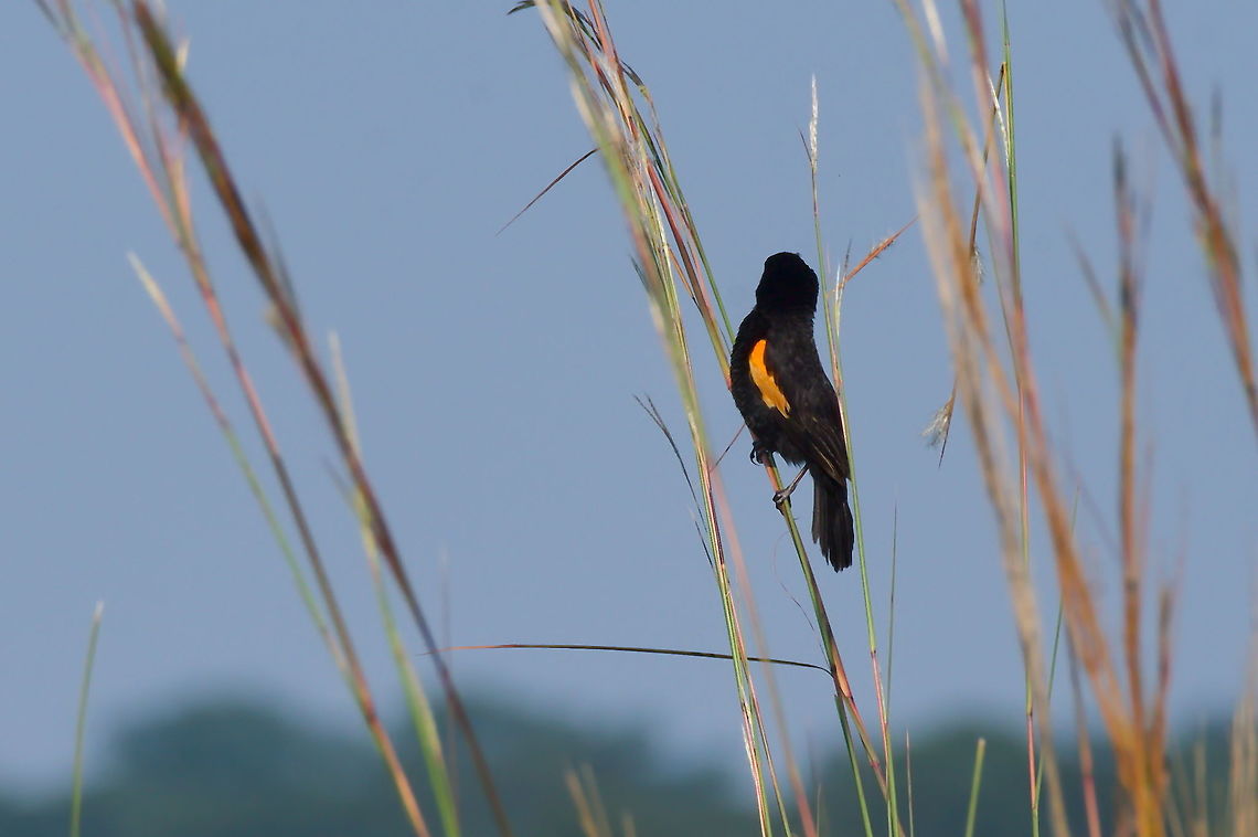 Fan-tailed Widowbird  Euplectes axillaris,Fall,Fan-tailed widowbird,Geotagged,Namibia