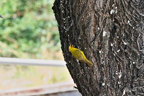 Spectacled Weaver  Fall,Geotagged,Namibia,Ploceus ocularis,Spectacled weaver