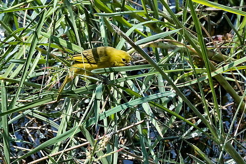 Holubs golden weaver