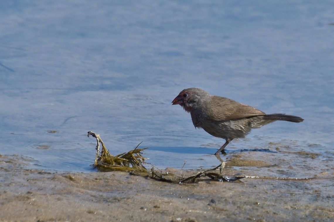 Brown Firefinch  Brown firefinch,Fall,Geotagged,Lagonosticta nitidula,Namibia