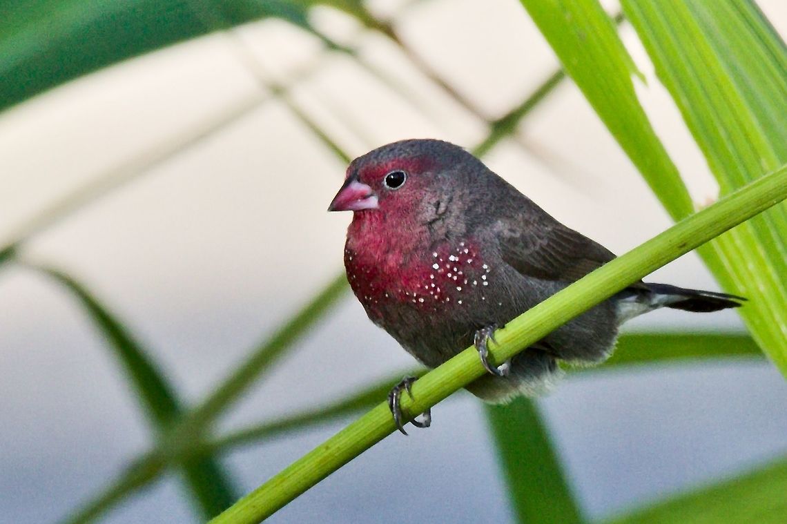 Red-billed Firefinch  Fall,Geotagged,Lagonosticta senegala,Namibia,Red-billed Firefinch