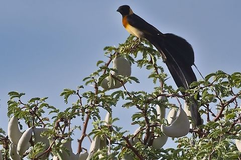 Long-tailed Paradise Whydah  Geotagged,Long-tailed paradise whydah,Namibia,Summer,Vidua paradisaea