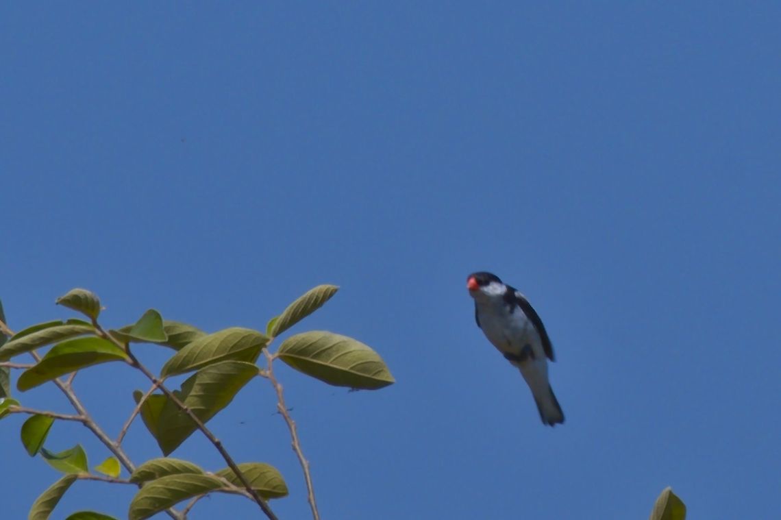 Pin-tailed Whydah non-breeding but jumping Fall,Geotagged,Namibia,Pin-tailed whydah,Vidua macroura