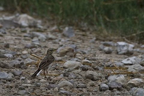African Pipit ssp groteil African pipit,Anthus cinnamomeus,Fall,Geotagged,Namibia
