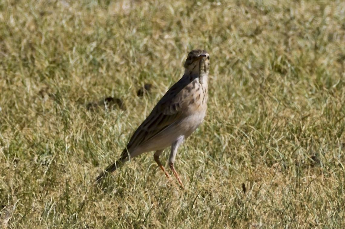 Long-billed Pipit with prey Anthus similis,Geotagged,Long-billed pipit,Namibia,Summer