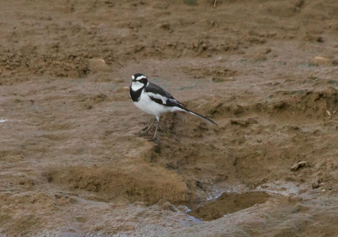 African Pied Wagtail  African pied wagtail,Fall,Geotagged,Motacilla aguimp,Namibia