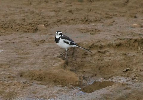 African Pied Wagtail  African pied wagtail,Fall,Geotagged,Motacilla aguimp,Namibia