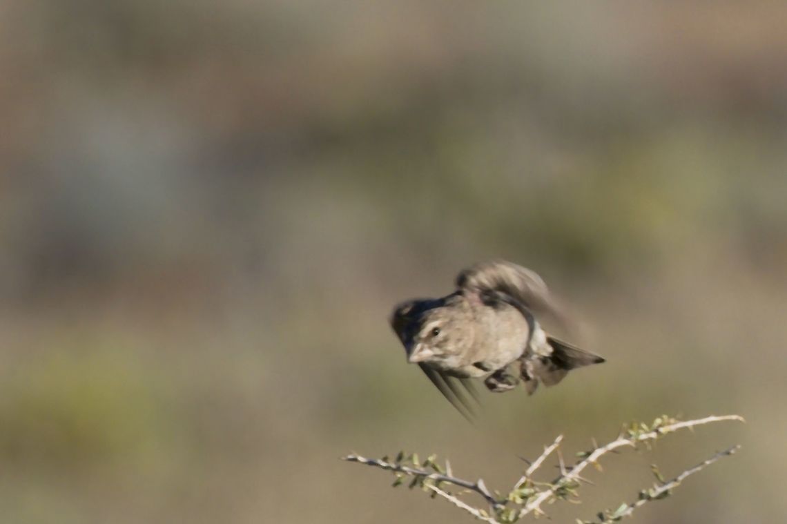 White-throated Canary  Crithagra albogularis,Fall,Geotagged,Namibia,White-throated canary