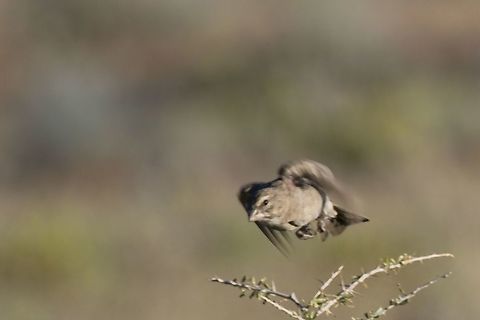 White-throated Canary  Crithagra albogularis,Fall,Geotagged,Namibia,White-throated canary