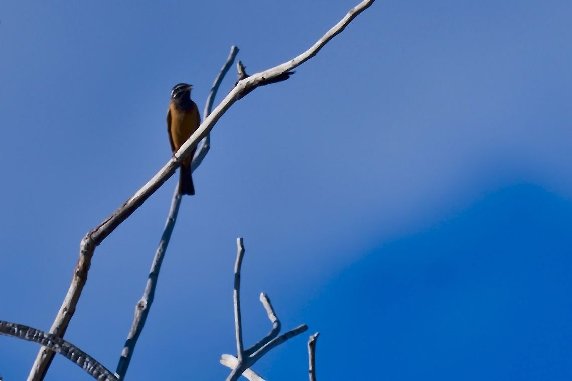 Cinnamon-breasted Bunting in morning light Cinnamon-breasted bunting,Emberiza tahapisi,Fall,Geotagged,Namibia