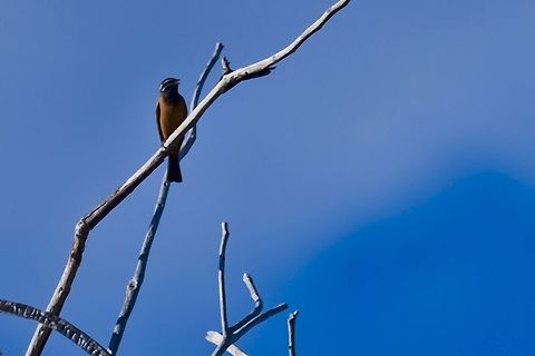 Cinnamon-breasted Bunting in morning light Cinnamon-breasted bunting,Emberiza tahapisi,Fall,Geotagged,Namibia
