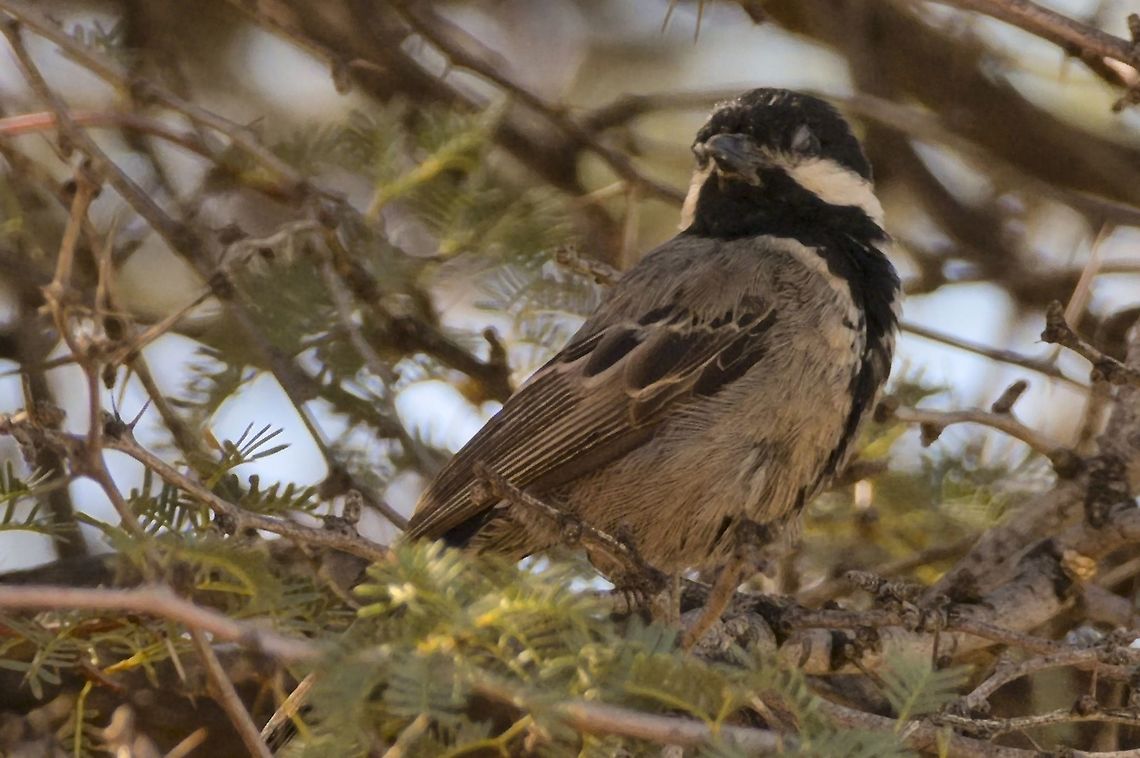 Ashy Tit  Geotagged,Melaniparus cinerascens,Namibia,Summer,ashy tit