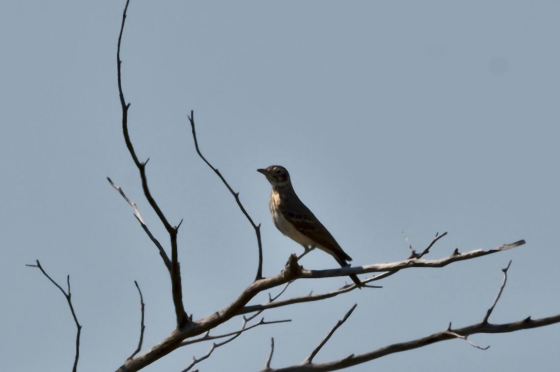 Dusky Lark  Fall,Geotagged,Namibia,Pinarocorys nigricans,dusky lark