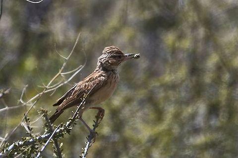 Sabota Lark with some food Calendulauda sabota,Geotagged,Namibia,Summer,sabota lark