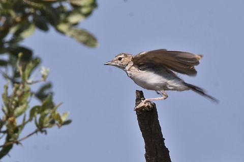 Fawn-coloured lark