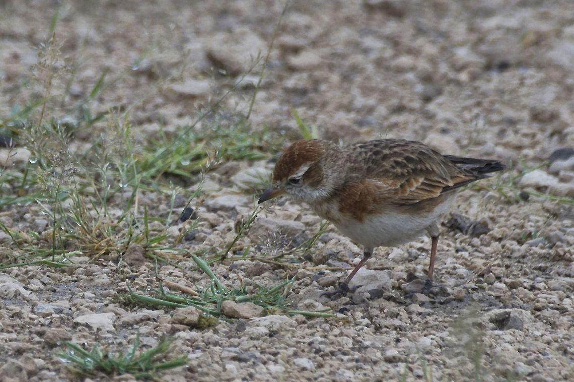 Red-capped Lark  Calandrella cinerea,Fall,Geotagged,Namibia,Red-capped lark